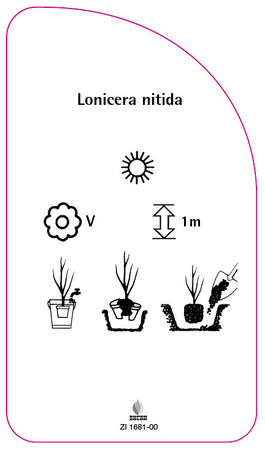 Lonicera nitida