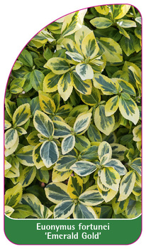 Euonymus fortunei 'Emerald Gold'