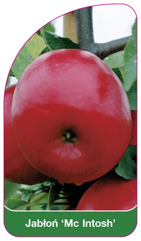 Măr 'Mc Intosh'