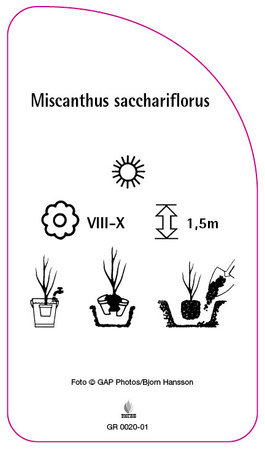 Miscanthus sacchariflorus