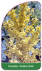Forsythia 'Golden Bells'