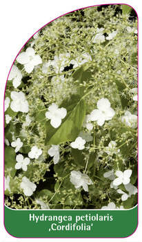 Hydrangea petiolaris 'Cordifolia'
