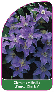 Clematis viticella 'Prince Charles'