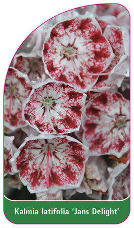 Kalmia latifolia 'Jans Delight'