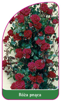 Róza pnąca Nr. 320 A