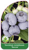 Vaccinium corymbosum 'Darrow'