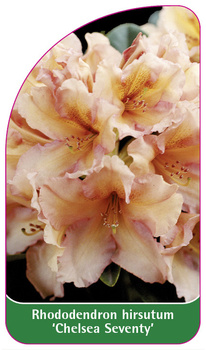 Rhododendron hirsutum 'Chelsea Seventy'