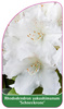 Rhododendron yakushimanum 'Schneekrone'