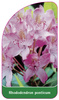 Rhododendron ponticum