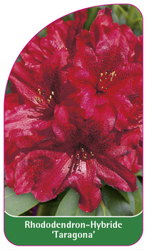 Rhododendron-Hybride 'Taragona'