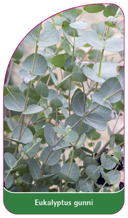 Eukalyptus gunni