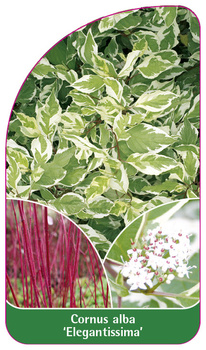 Cornus alba 'Elegantissima'