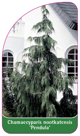 Chamaecyparis nootkatensis 'Pendula'