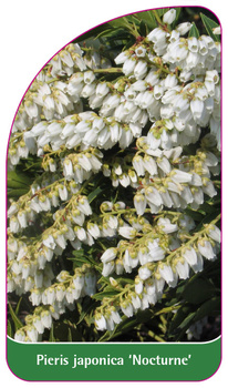 Pieris japonica 'Nocturne'