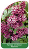 Syringa prestoniae 'Redwine'