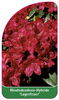 Rhododendron-Hybride 'Lagerfeuer'