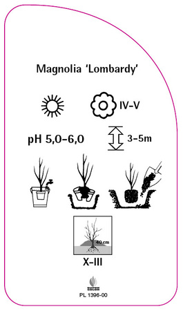 Magnolia 'Lombardy'