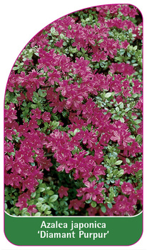 Azalea japonica 'Diamant Purpur'