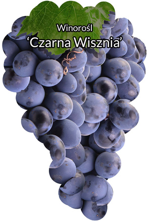 Winorośl Czarna Wisznia