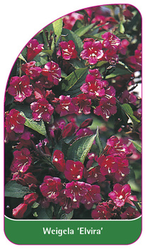 Weigela 'Elvira'
