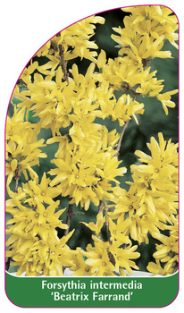 Forsythia intermedia 'Beatrix Farrand'