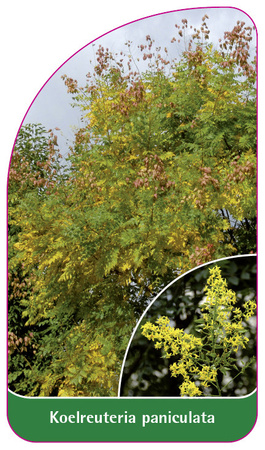Koelreuteria  paniculata