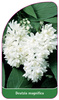 Deutzia magnifica