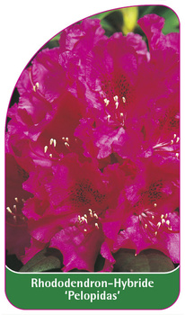 Rhododendron-Hybride 'Pelopidas'