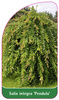 Salix integra 'Pendula'