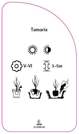 Tamarix