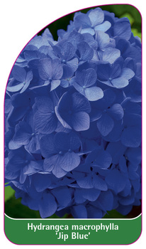 Hydrangea macrophylla 'Jip Blue'