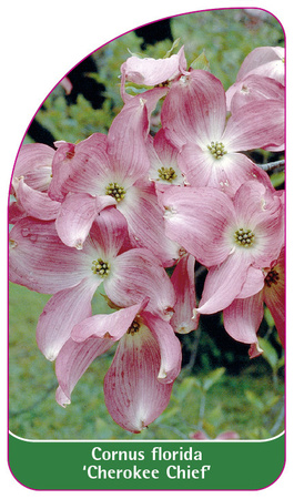 Cornus florida 'Cherokee Chief'