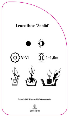 Leucothoe 'Zeblid'