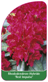 Rhododendron-Hybride 'Red Impulse'