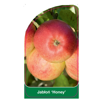 Jabloň 'Honey'