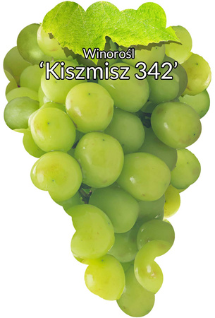 Winorośl Kiszmisz 342