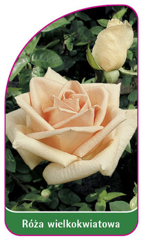 Róza wielkokwiatowa Nr. 214