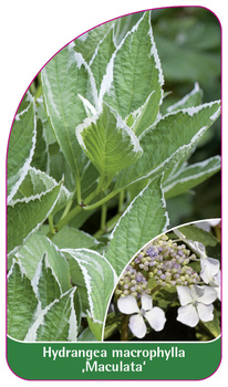 Hydrangea macrophylla ,Maculata'