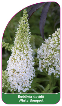 Buddleia davidii 'White Bouguet'