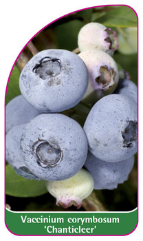 Vaccinium corymbosum 'Chanticleer'