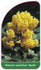 Mahonia aquifolium 'Apollo'