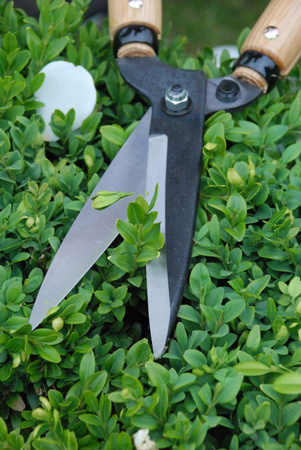 Nůžky na živý plot 204 OKATSUNE