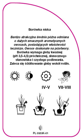 Vaccinium corymbosum 'Goldtraube'