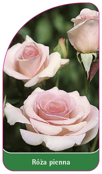 Roza pienna Nr. 20
