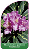 Rhododendron ponticum 'Goldflimmer'