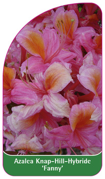 Azalea Knap-Hill-Hybride 'Fanny'