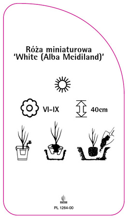 Róza miniaturowa 'White (Alba Meidiland)', PL