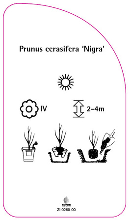Prunus cerasifera 'Nigra'