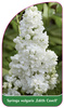 Syringa vulgaris ,Edith Cavell'
