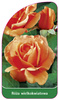 Trandafir cu flori mari Nr. 206 B